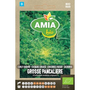 Seminte bio de cicoare creata Amia Grosse Pancaliere Race Alba 1 gram